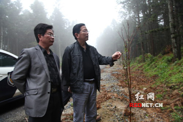 湖南省隆回县林业局局长刘维湘（右）在白马山林场检查林区公路绿化