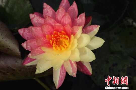 广州莲花山一朵“鸳鸯莲”盛开“颜值”爆表