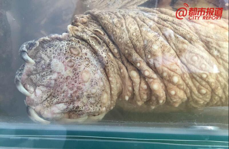 巩义村民修水库时挖出俩大龟 至少500岁