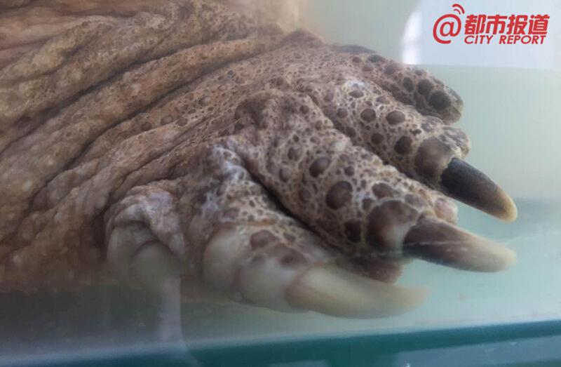 巩义村民修水库时挖出俩大龟 至少500岁