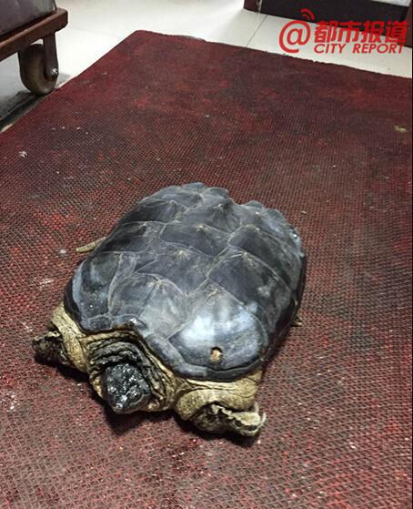 巩义村民修水库时挖出俩大龟 至少500岁