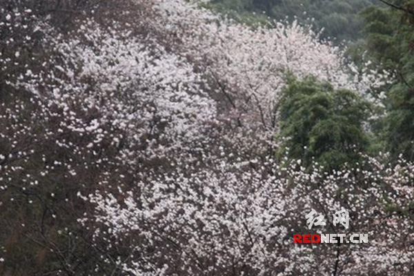 大东山林场樱花林