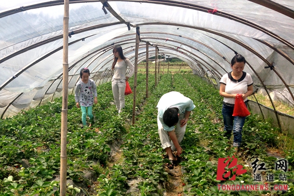马龙乡草莓园里,游客正在采摘草莓