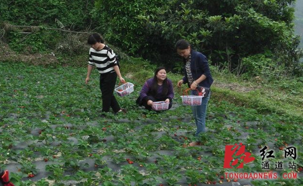 草莓园吸引了众多外地游客来此游玩