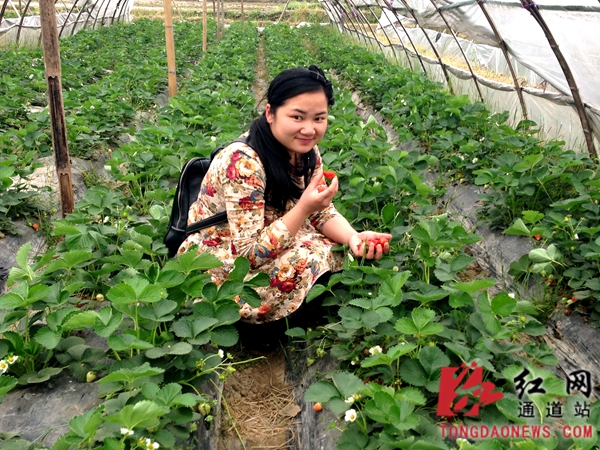 游客在园中品尝草莓