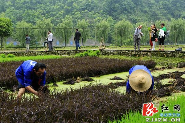 张家界黄龙洞生态广场现场版农耕文化课受游客盛赞