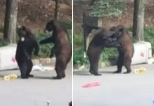 美国两只熊为抢夺垃圾桶内食物街上大打出手（图）