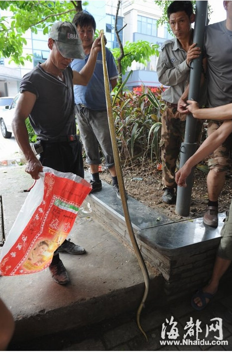 这条两米长的蛇，被捉住后就死了