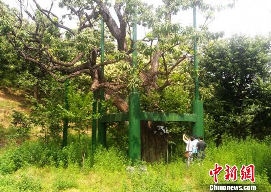 河北迁西“板栗树王”开花结果600年（图）