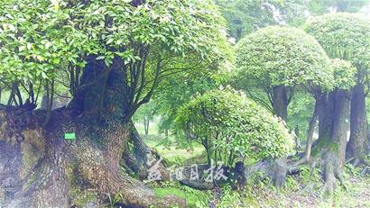 移栽巨蔸长11米，上生粗大樟树数株。