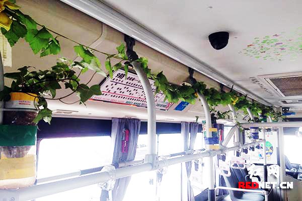 长沙现绿色氧吧公交车 创意出自处女座男司机