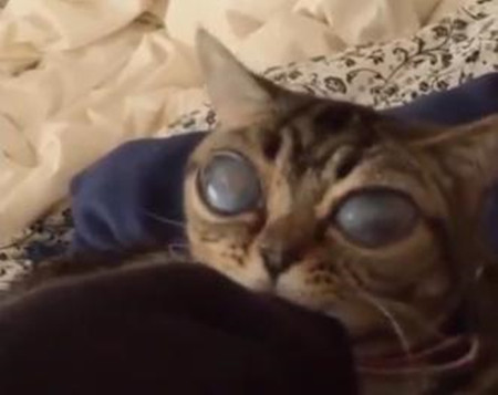 猫咪患怪病眼睛不断长大 酷似外星人获3万粉丝