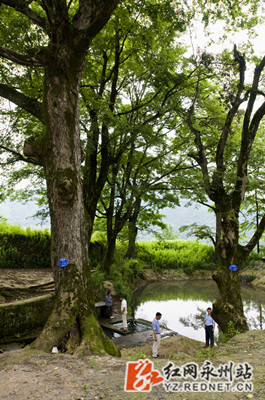 游客在古榉木树下驻足观看