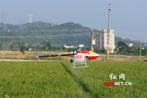 无人驾驶农用飞机在进行农田喷药作业