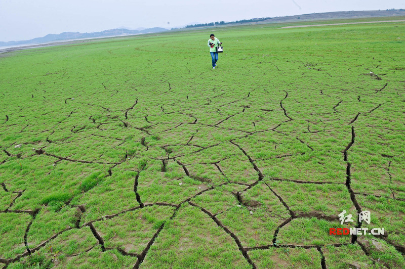 裸露出来的水库库底已经开始龟裂并长满野草