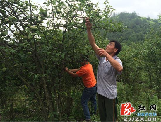 桑植县：金丰界村的木瓜熟了