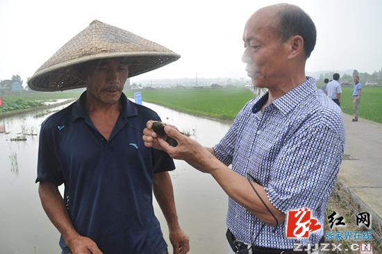 永定区多乡镇遭福寿螺入侵 目前防治工作正有序开展