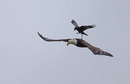 乌鸦落在飞翔的秃鹰背上“歇脚”