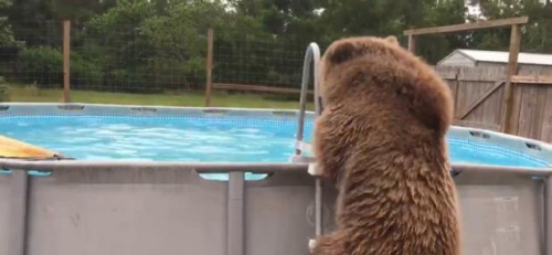 灰熊宝宝难耐酷暑飞扑泳池水花四溅萌态可掬（图）