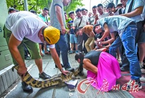 企业街头遛鳄鱼为招聘路人敢吻一下给一千(图)