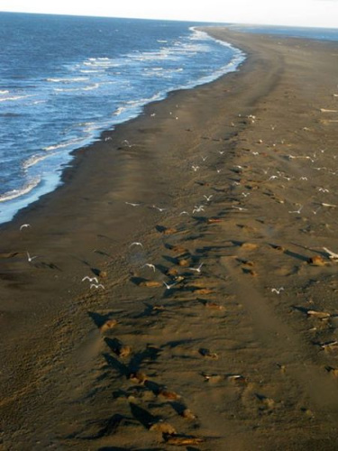 阿拉斯加北海岸侵蚀程度美最严重威胁动物栖息