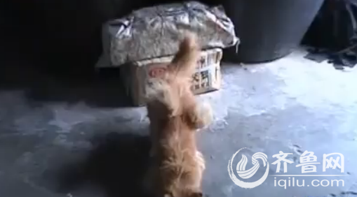猫的背上长着一对像翅膀一样的东西（视频截图）