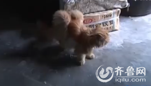 宠物医生说这所谓的“翅膀”，其实是一种肿物（视频截图）