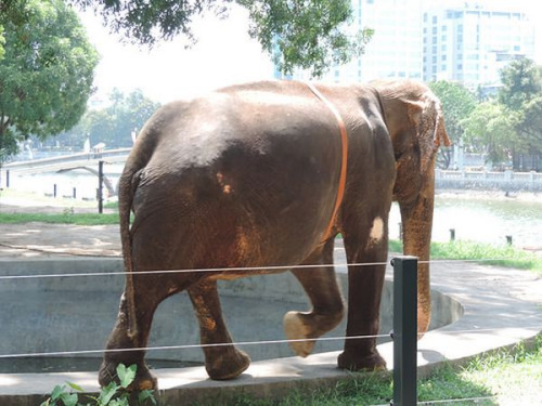 越南河内动物园解开大象脚上铁链让其自由活动（图）