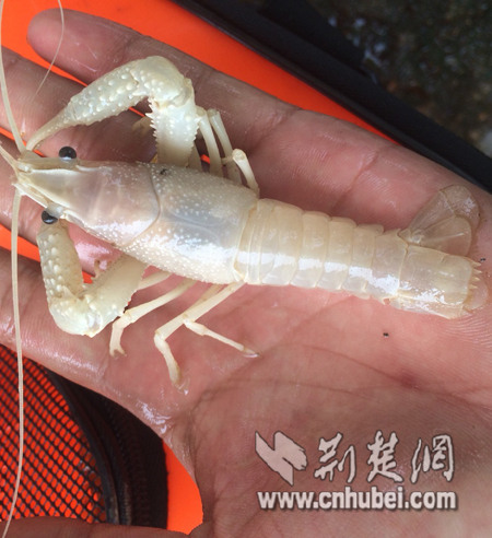网友发现的“小白虾”