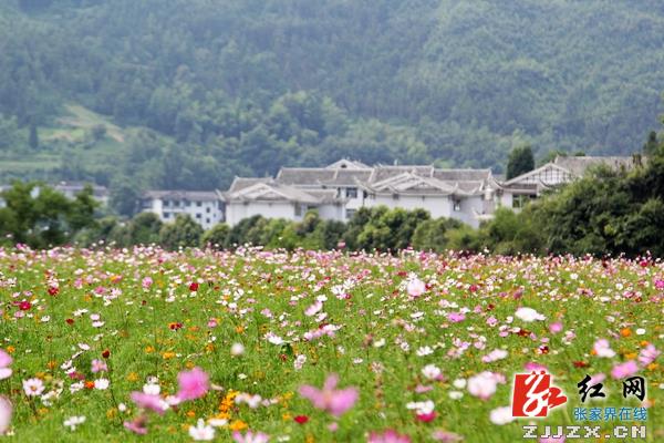 武陵源中湖乡喊您来看醉人花海（组图）