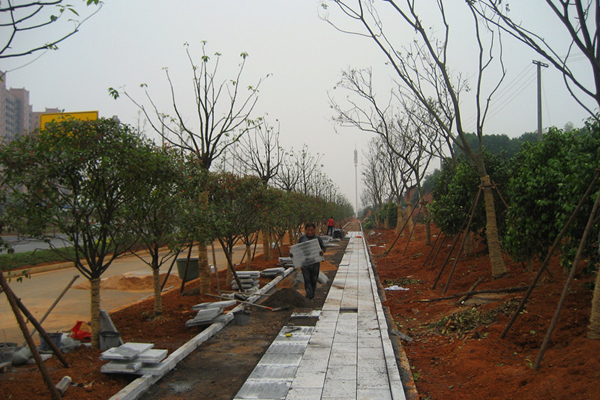 金洲西线连接线道路绿化亮化工程快速推进