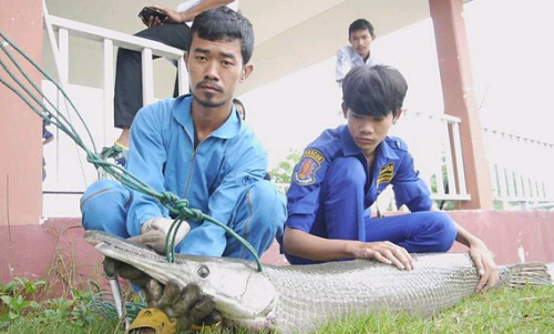 泰国乡村小湖现北美鳄雀鳝长达1.5米长满利齿（图）