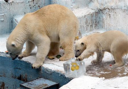 日本北极熊获赠“水果冰”揽住啃咬姿态萌（图）