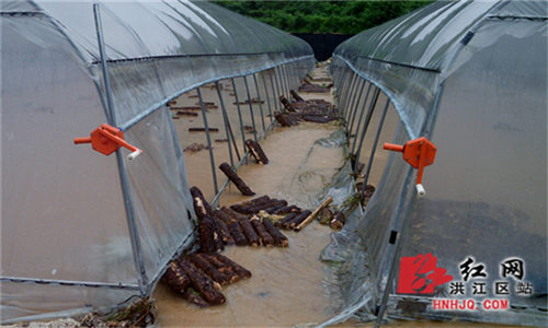 蔬菜大棚被洪水冲毁