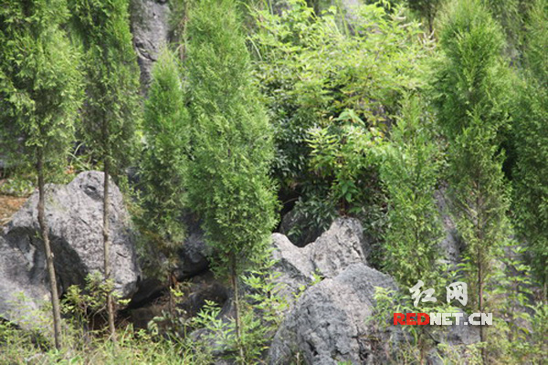 湖南隆回县退耕还林石山造林工程