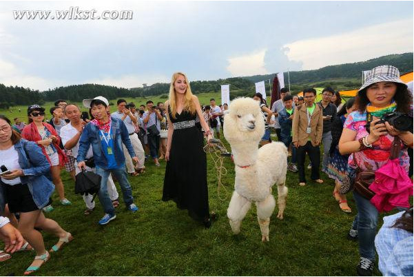 呆萌羊驼现身仙女山C-MART 遭俄罗斯美女“胸咚”