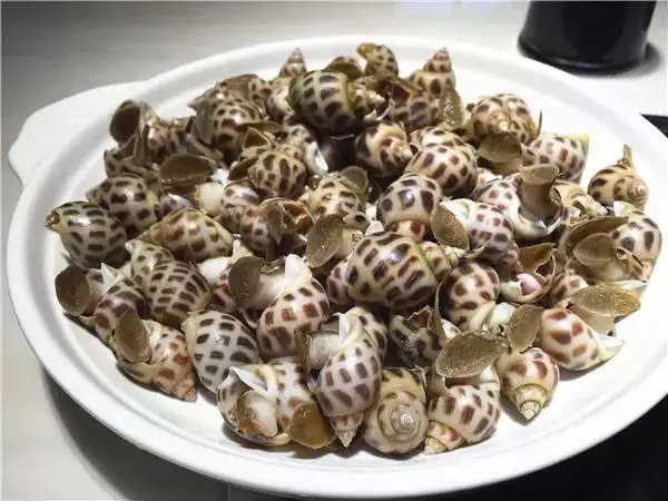 海生金刚_海生植物简笔画_海哥海生海长吃海鲜(4)