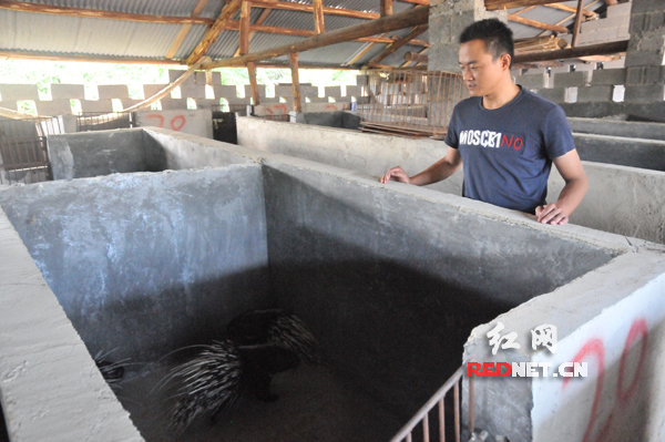 刘前军的豪猪养殖基地。