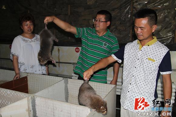 慈利县特种养殖和种植让计生家庭奔向“钱”程