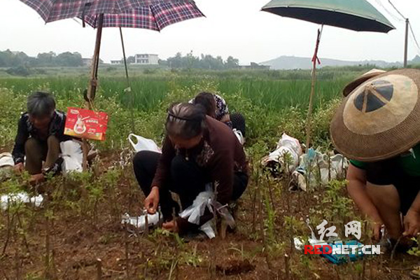 嫁接女能手安锦兰带领数名帮手在自家果苗基地嫁接冬枣苗