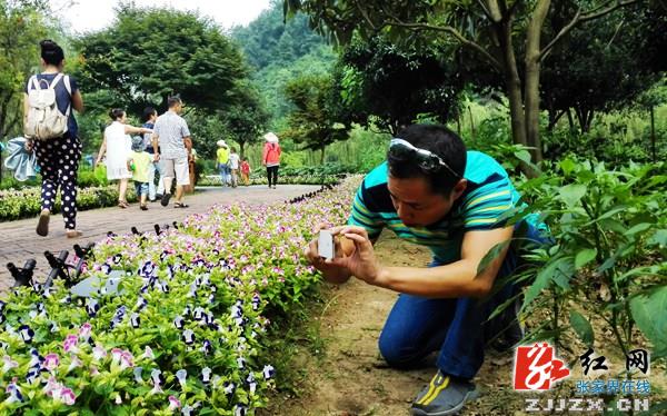 融合自然人文精华 张家界“烟雨双龙”之旅受青睐