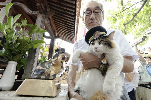 日本新猫咪站长走马上任向前站长小玉致敬（图）