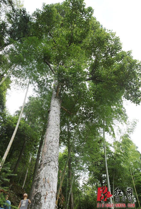 资兴东江湖畔发现26米半枫荷树 被称作植物界"大熊猫"
