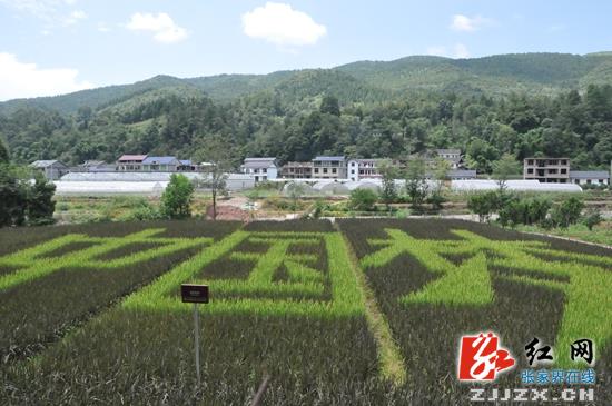 桑植：洪家关“美丽乡村”稻田现“中国梦”