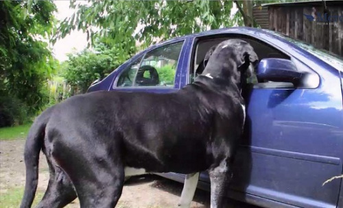 9岁的“约吉”体长2米，体重95公斤。