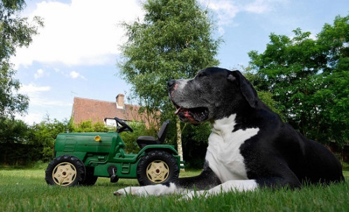 女子为养大丹犬向丈夫撒谎“小狗”长大变巨犬