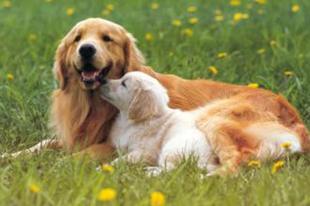 日本宠物狗越来越长寿高龄犬用品纷纷登场（图）