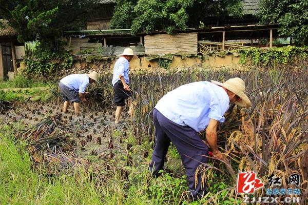 张家界黄龙洞景区现场版土家农耕文化课获“粉丝”大赞