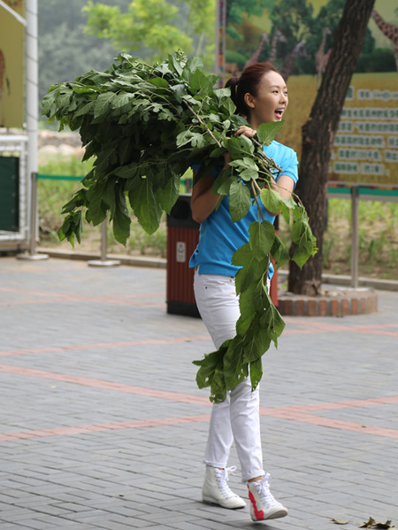 童瑶为长颈鹿搬食物