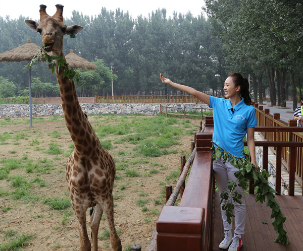 童瑶长颈鹿互动
